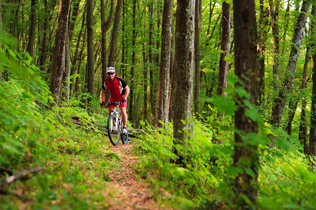 A man mountain biking in Rotorua