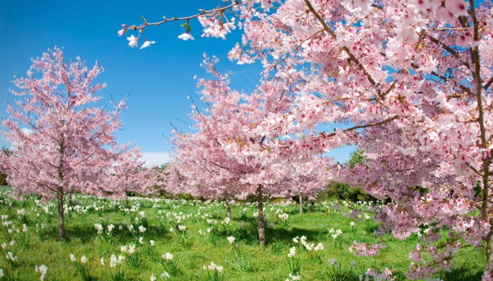 Spring
